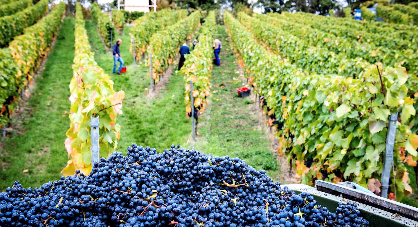 Traubenernte am Weinbau